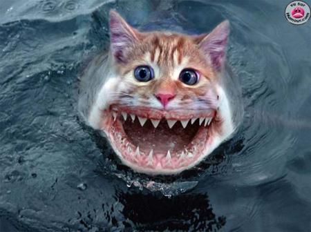 ti minou